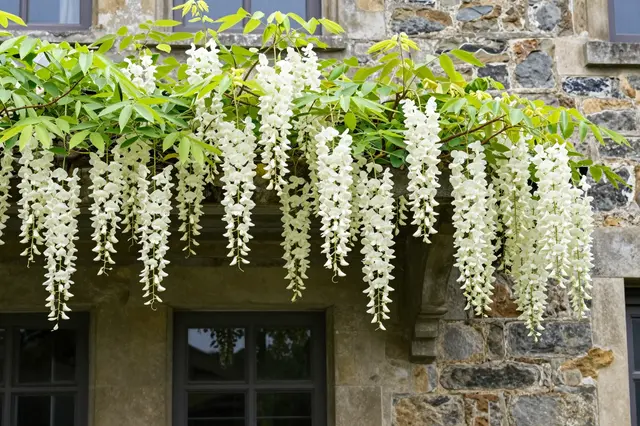 Drooping clusters of white wisteria flowers hang in front of an old weathered stone house facade