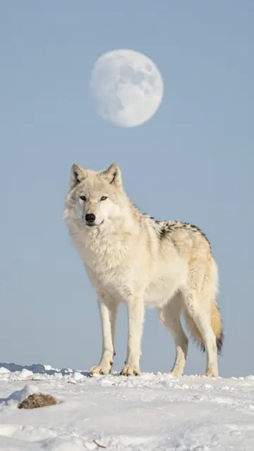 A pale white wolf stands on a snowy ridge with a full moon in a light blue sky