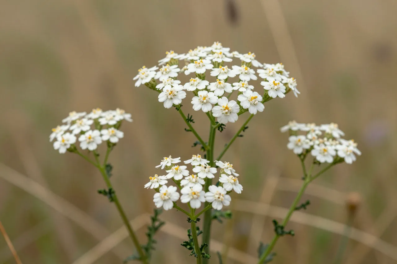 Sharp close-up of white yarrow flower clusters against a blurred dry summer meadow background