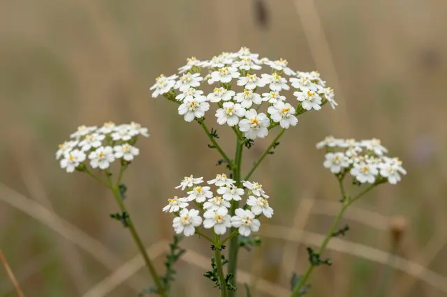 Sharp close-up of white yarrow flower clusters against a blurred dry summer meadow background