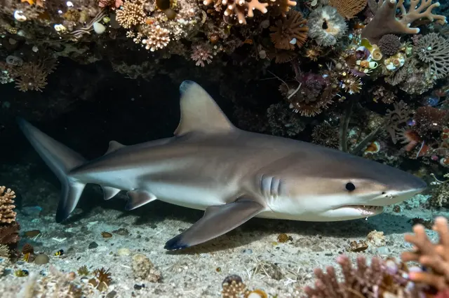 A whitetip reef shark rests on sandy seabed beneath a dense coral ledge in clear tropical ocean water.