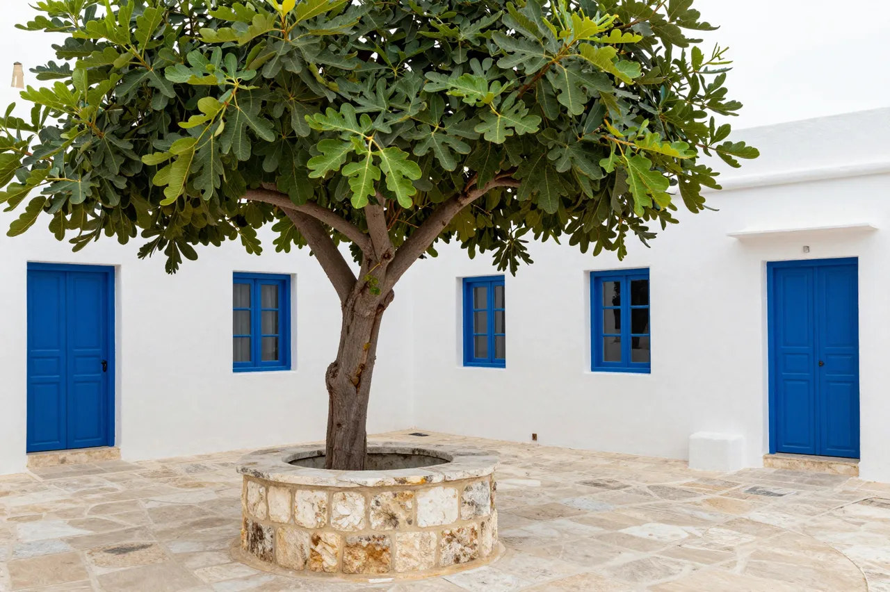 A fig tree growing in a stone well sits in a sunlit white guesthouse courtyard with bright blue doors