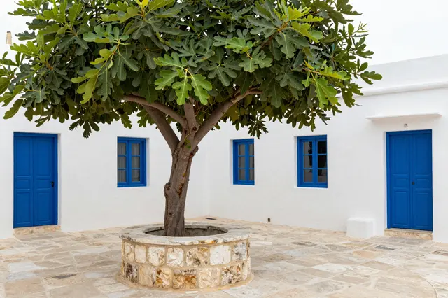 A fig tree growing in a stone well sits in a sunlit white guesthouse courtyard with bright blue doors