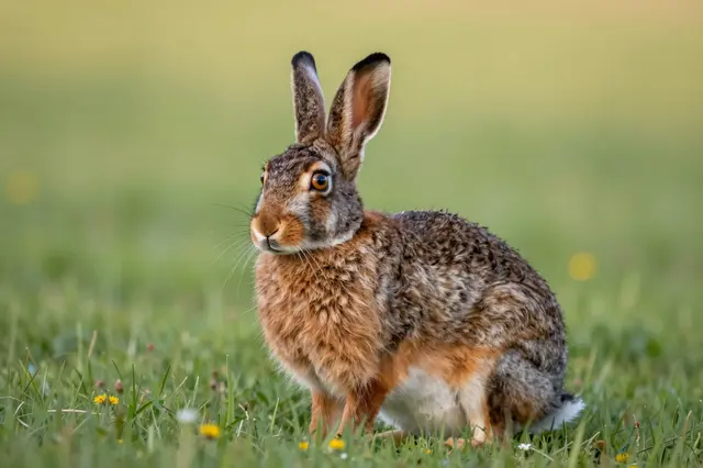 A wild brown rabbit sits alert in a sunlit green meadow dotted with small wildflowers.