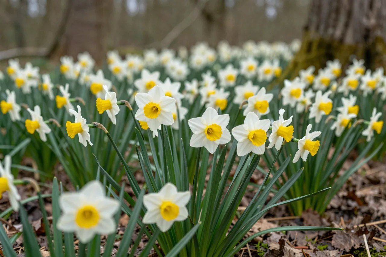 White and yellow wild daffodils bloom across a woodland floor with blurred bare trees in the background