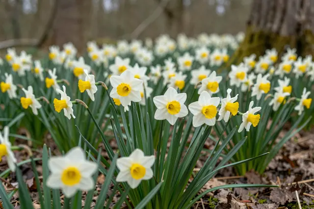 White and yellow wild daffodils bloom across a woodland floor with blurred bare trees in the background