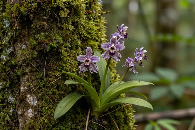 Purple speckled wild orchids grow on a moss-covered tree trunk against a soft rainforest backdrop