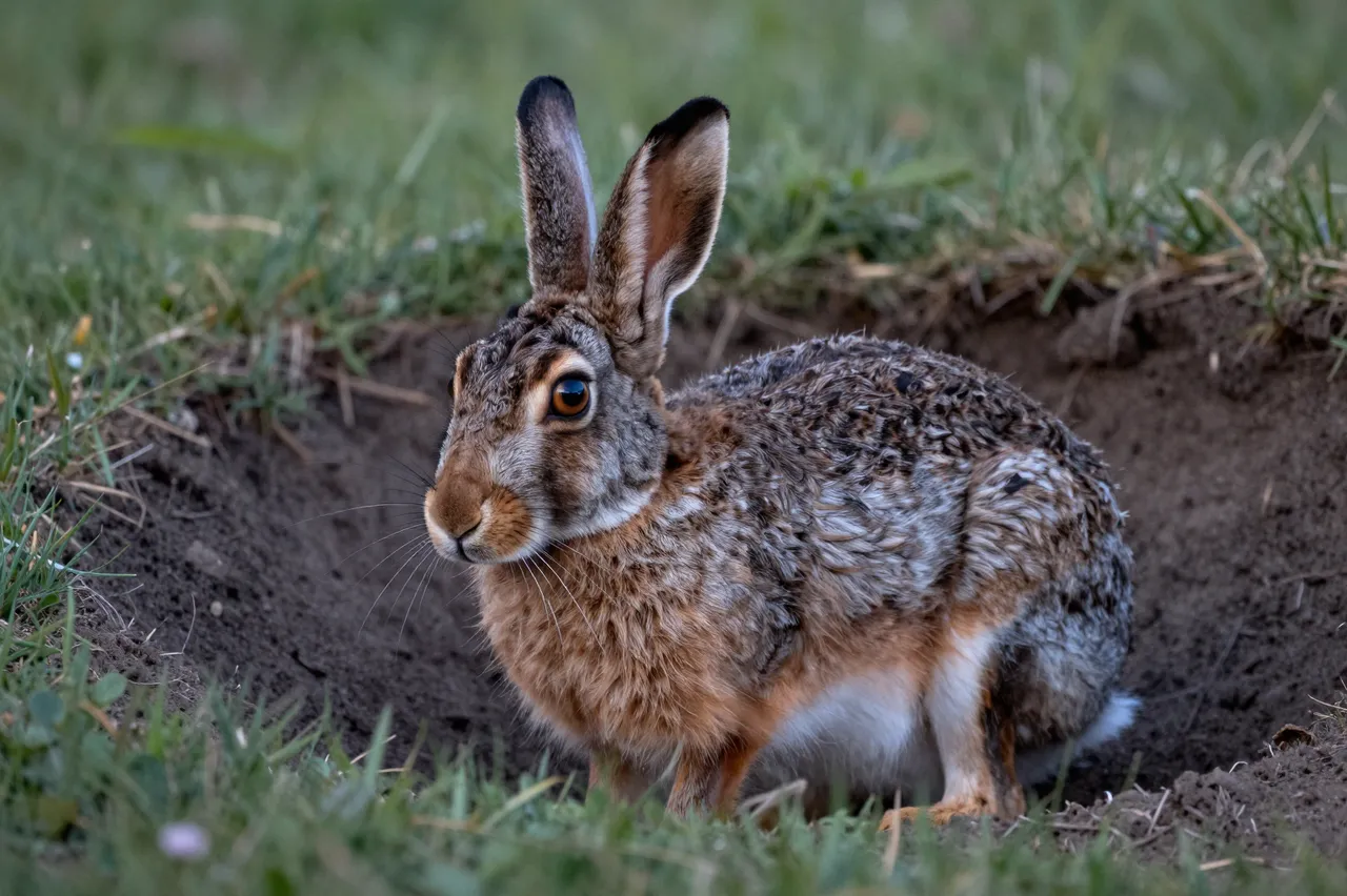A wild rabbit sits alert at the opening of its dirt burrow surrounded by grass at dusk