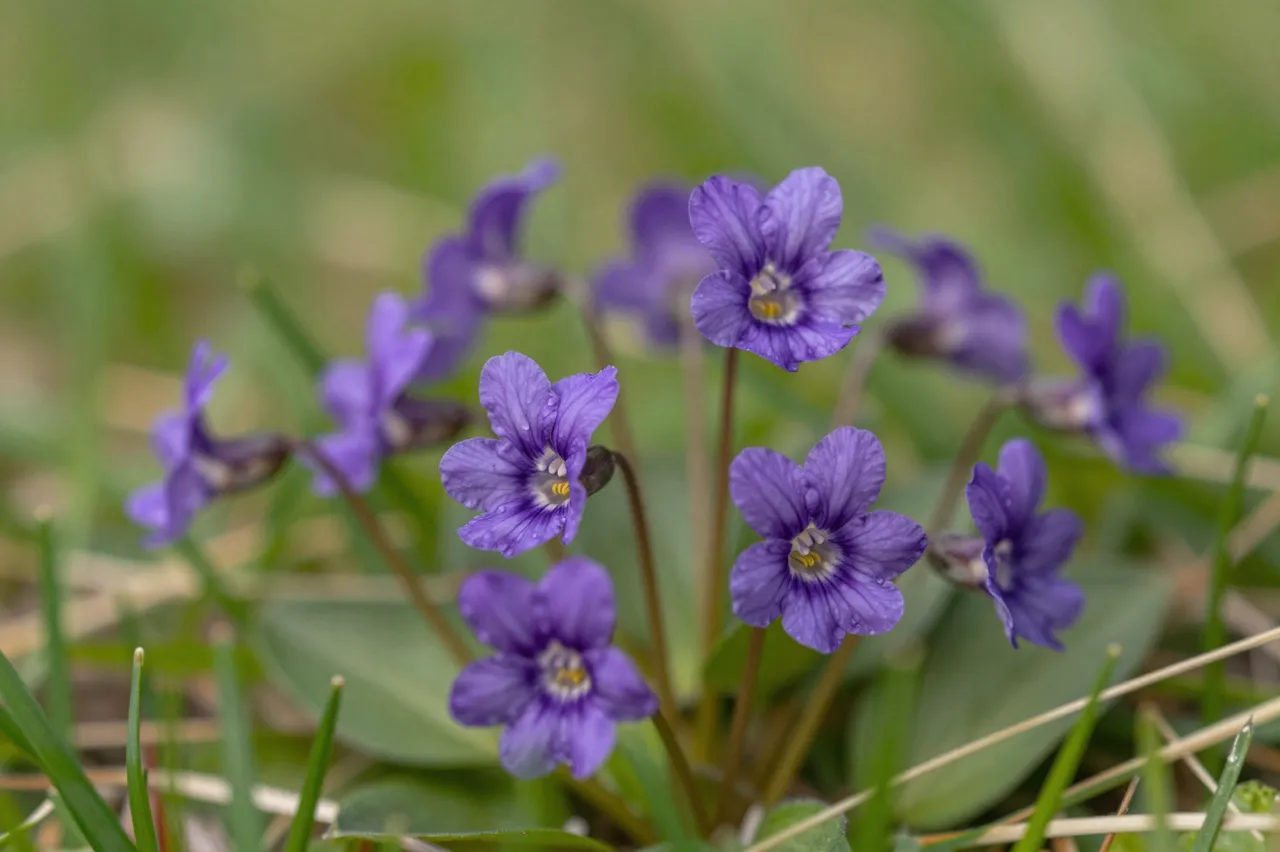 Close-up of purple wild violet flowers growing among soft blurred spring grass