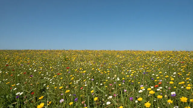 A wide sunlit meadow full of colorful wildflowers stretches beneath a clear bright blue sky.