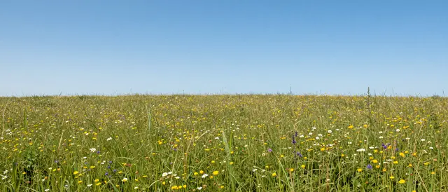Wide horizontal banner of a sunlit wildflower meadow under a clear bright blue sky