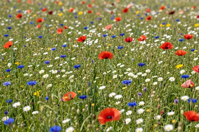 Low angle view of a sunlit wildflower meadow full of poppies, daisies and cornflowers