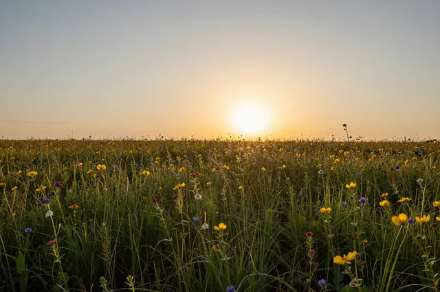 Low golden sunset sun glows above a lush field of mixed colorful wildflowers and tall grass.