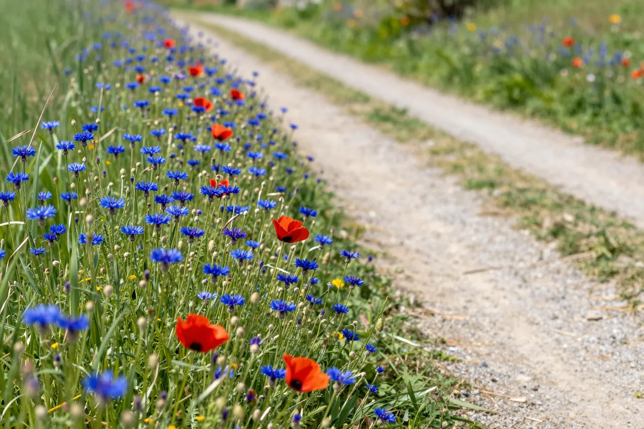 Red poppies and blue cornflowers grow beside a sunlit gravel country footpath