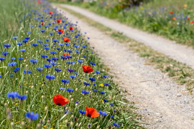 Red poppies and blue cornflowers grow beside a sunlit gravel country footpath