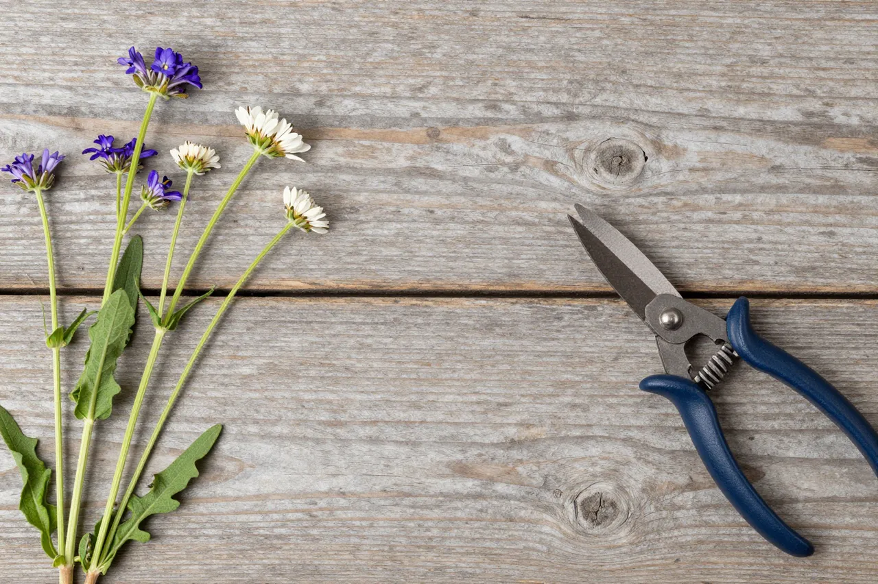 Top view of wildflower stems and blue-handled garden shears resting on weathered wooden planks with empty copy space.