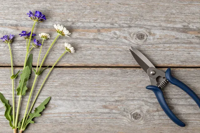 Top view of wildflower stems and blue-handled garden shears resting on weathered wooden planks with empty copy space.