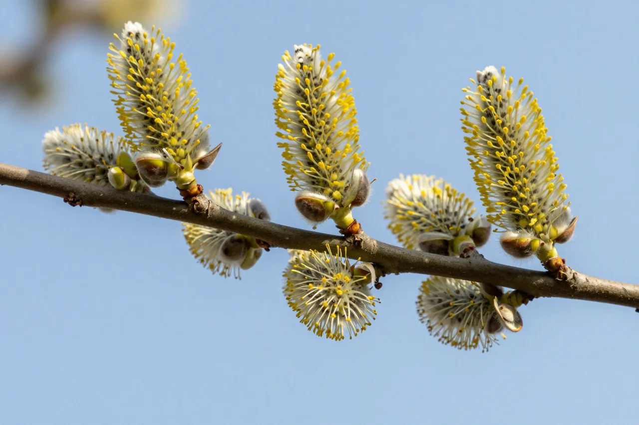 Close-up of fuzzy yellow and white willow catkins growing on a thin branch against a clear light blue sky