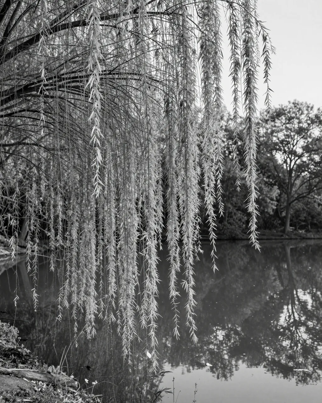 Black and white photograph of weeping willow branches hanging over a calm reflective pond at early morning