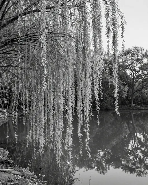Black and white photograph of weeping willow branches hanging over a calm reflective pond at early morning
