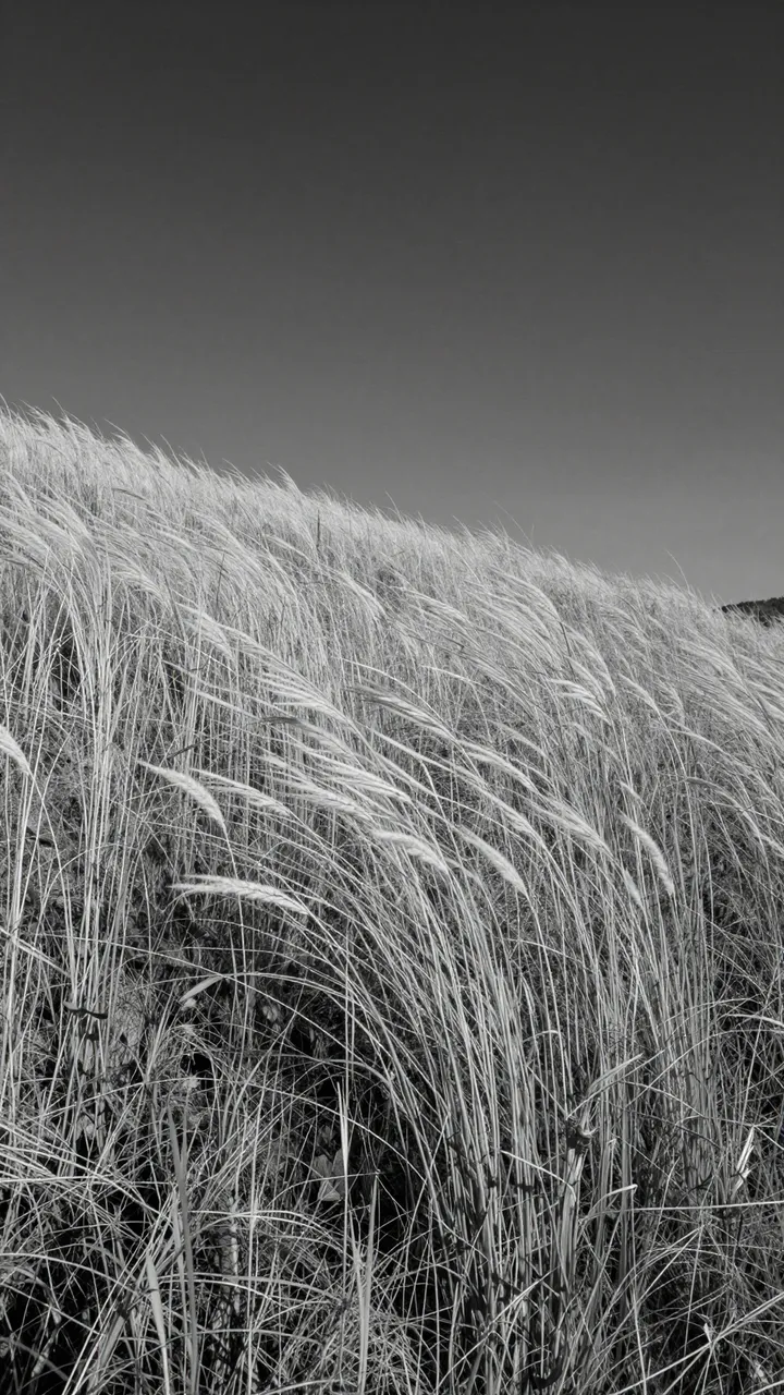 Black and white view of tall grass bending in wind across a sloped hillside under a dark gradient sky