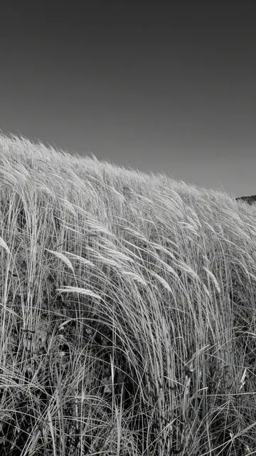 Black and white view of tall grass bending in wind across a sloped hillside under a dark gradient sky
