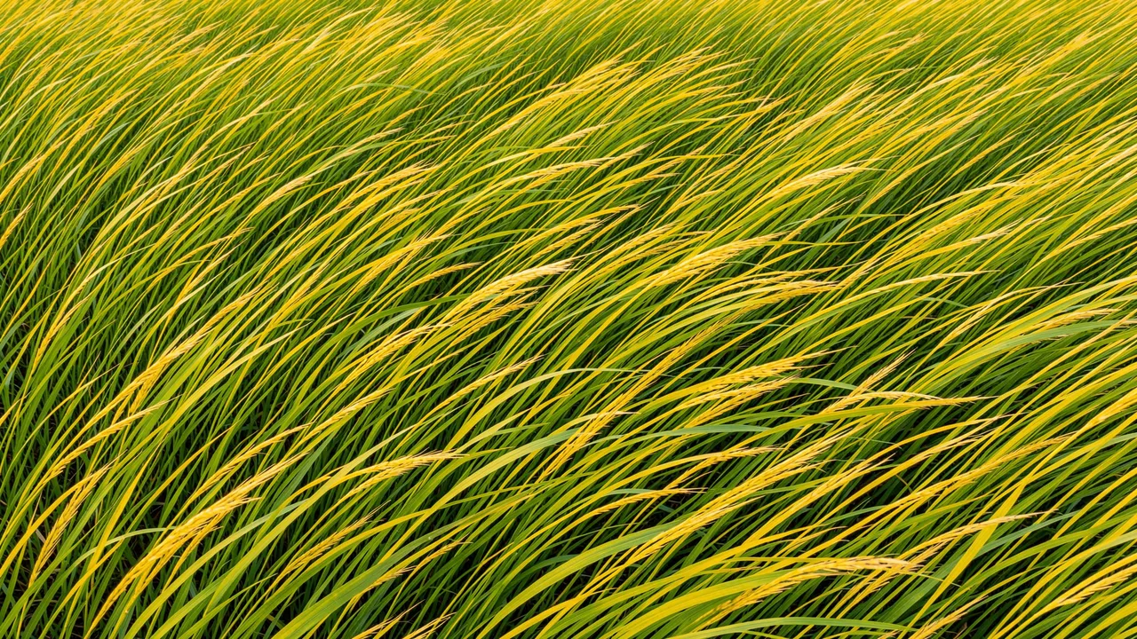 Dense green and golden yellow grass blades bend uniformly in a sweeping wind flow pattern across the frame