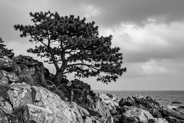 A wind-shaped pine tree grows from rocky coastal terrain beneath heavy overcast clouds over the sea