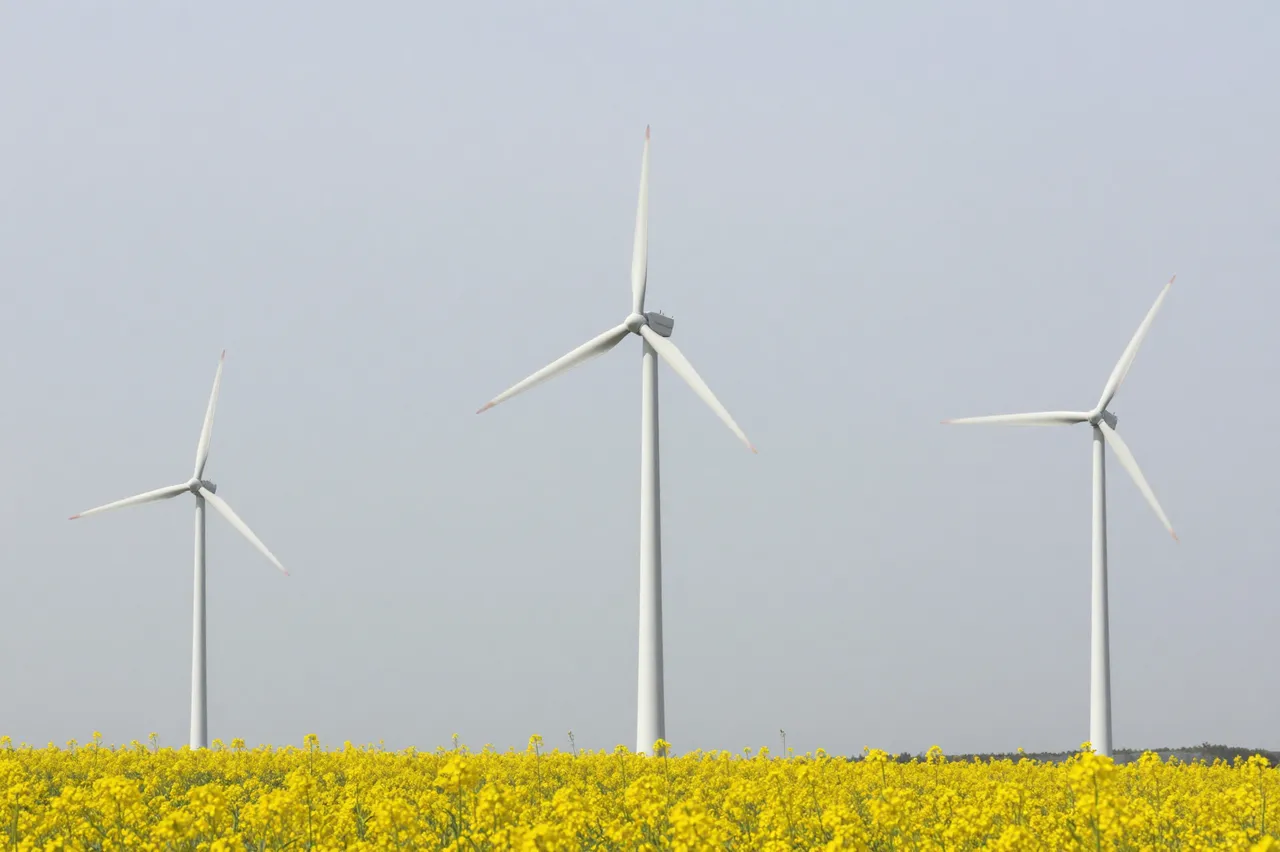 Three white wind turbines stand above a dense field of bright yellow flowers under a pale overcast sky.