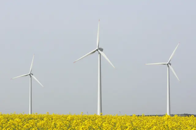 Three white wind turbines stand above a dense field of bright yellow flowers under a pale overcast sky.