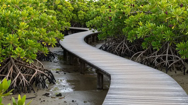 Curved wooden boardwalk winds through mangrove trees at low tide under soft morning light