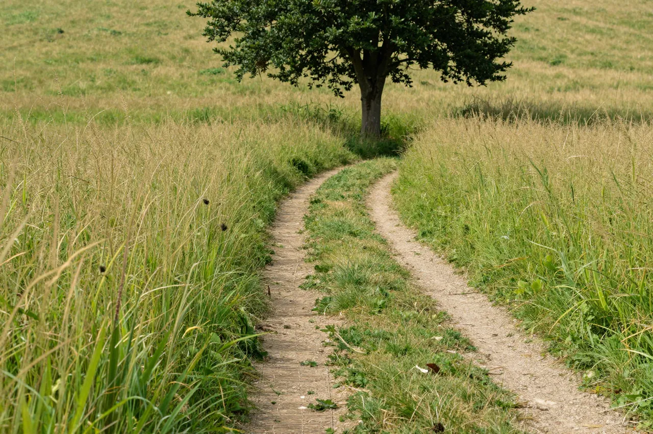 A dual-track dirt path winds through tall grass toward a single leafy tree in a sunlit meadow