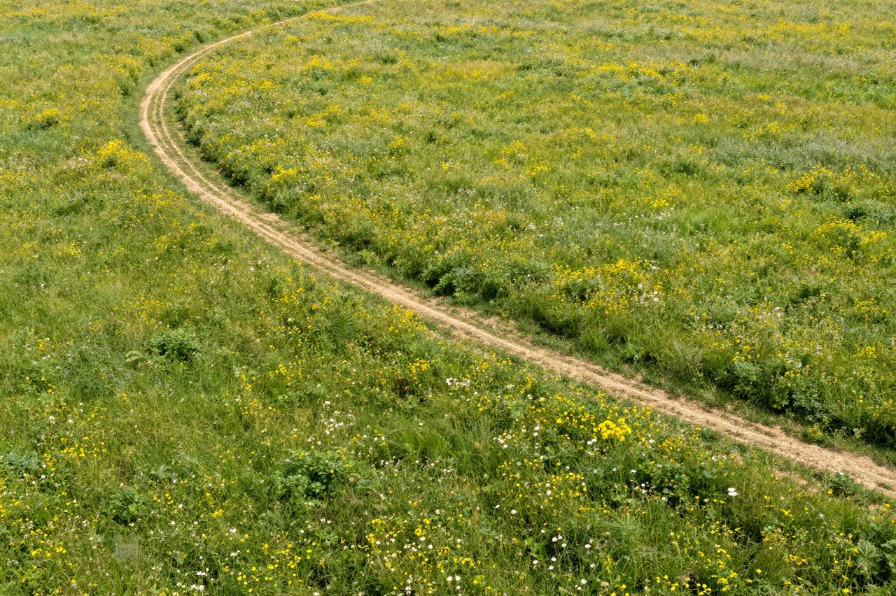 A curving dirt track winds through a lush green wildflower meadow dotted with yellow and white blooms