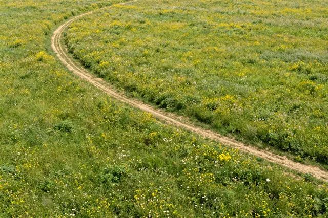 A curving dirt track winds through a lush green wildflower meadow dotted with yellow and white blooms