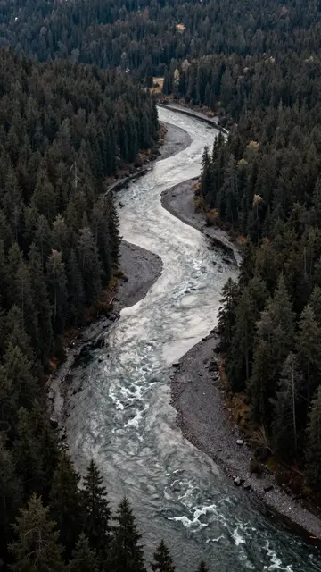 A vertical aerial view of a milky glacial river winding through dense dark conifer woodland.