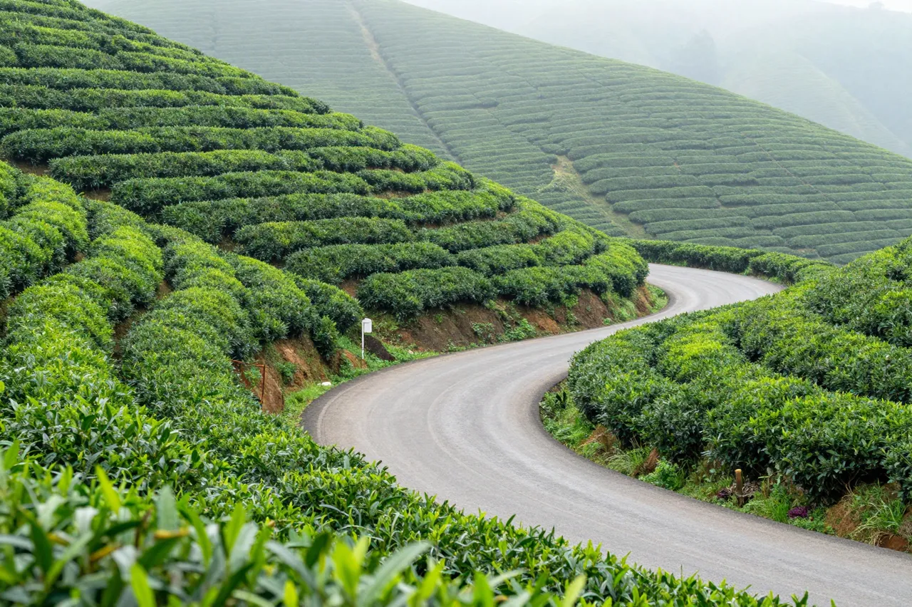 A winding paved road cuts through neat rows of tea bushes on rolling misty green hills at dawn