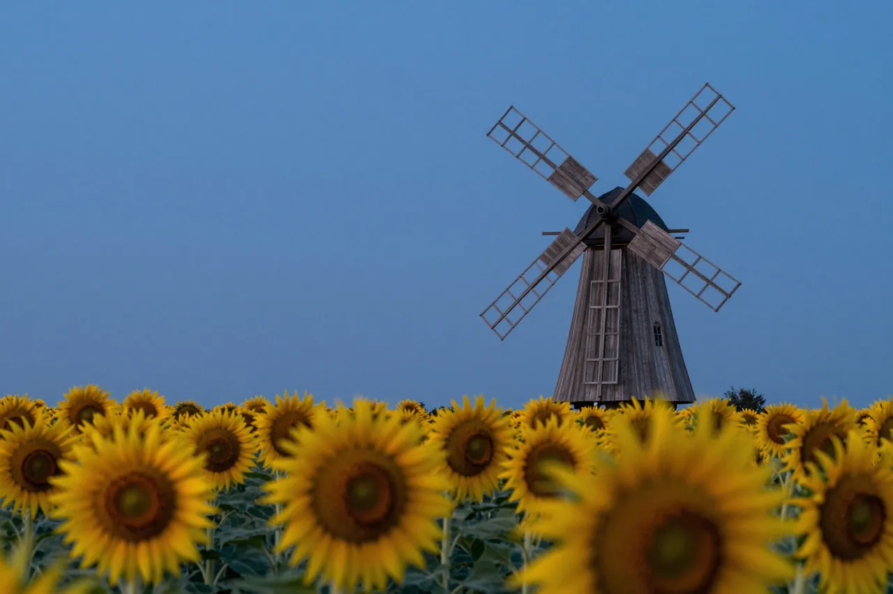 An old wooden windmill stands in a field of sunflowers under a clear blue dusk sky