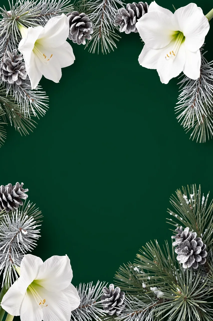 Frosted pine branches, white amaryllis flowers and silver pinecones form a border around empty deep green space.