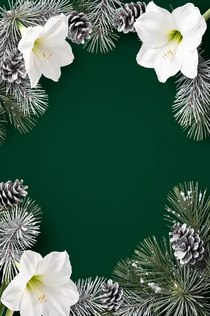 Frosted pine branches, white amaryllis flowers and silver pinecones form a border around empty deep green space.