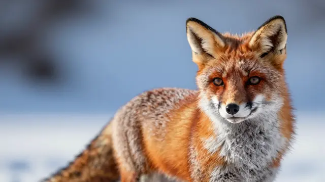 A red fox with frosted fur stands looking directly at the camera against a soft blurred winter background.