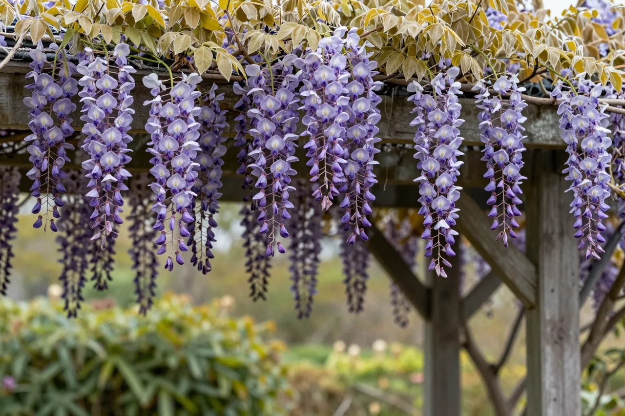 Drooping purple wisteria blooms hang from a weathered wooden garden pergola with blurred green background foliage