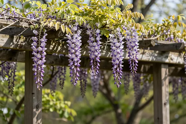 Drooping purple wisteria flower clusters hang from a weathered wooden pergola in bright spring sunlight