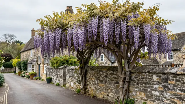 Drooping purple wisteria blooms arch over an old stone wall beside a quiet overcast village lane