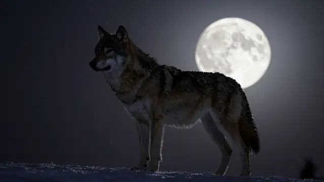 A wolf stands on snowy ground backlit by a bright full moon on a dark winter night