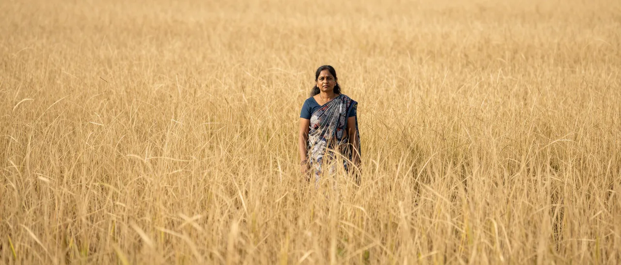 A middle aged South Asian woman stands alone in a vast field of tall golden grass