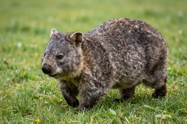 A furry wombat walks slowly across lush green grass in a meadow