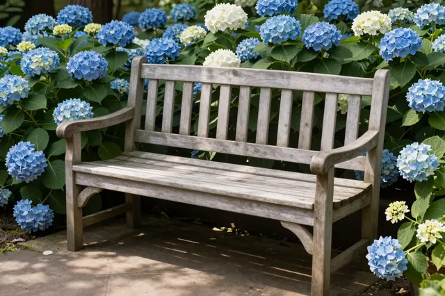 Weathered wooden garden bench set against dense blue and white hydrangea blooms in dappled shade