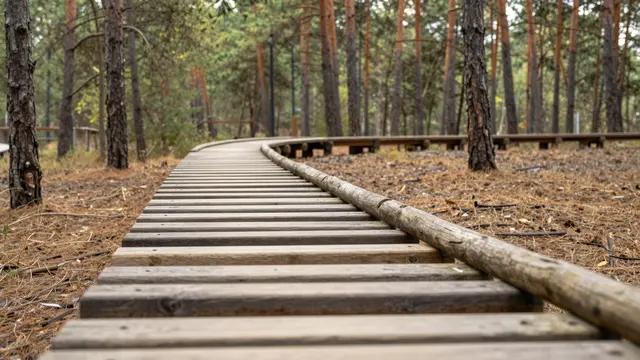 A low angle view of a winding wooden balance beam fitness trail through a quiet pine forest