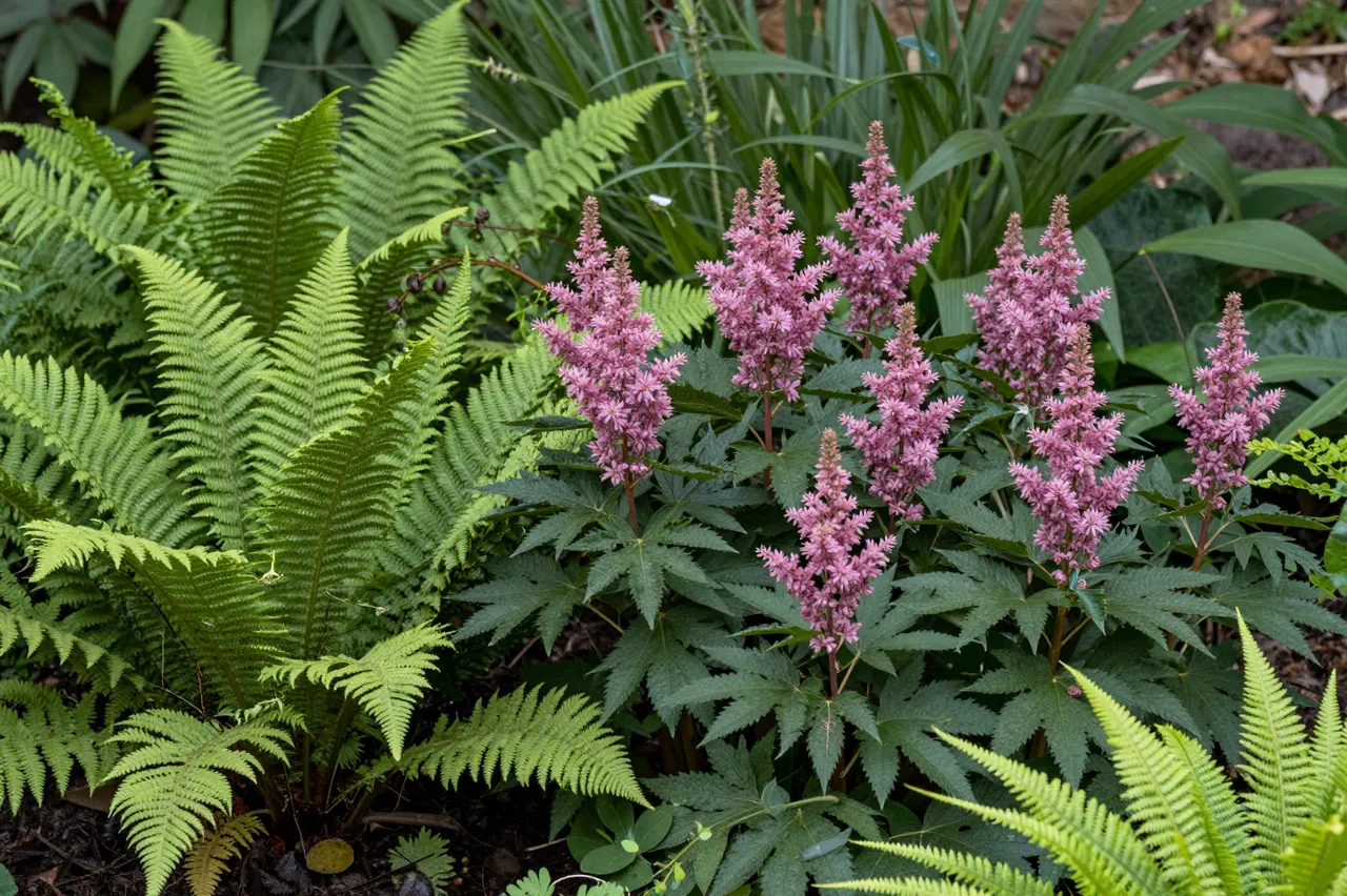 Pink blooming astilbe grows alongside bright green ferns in a shaded garden bed