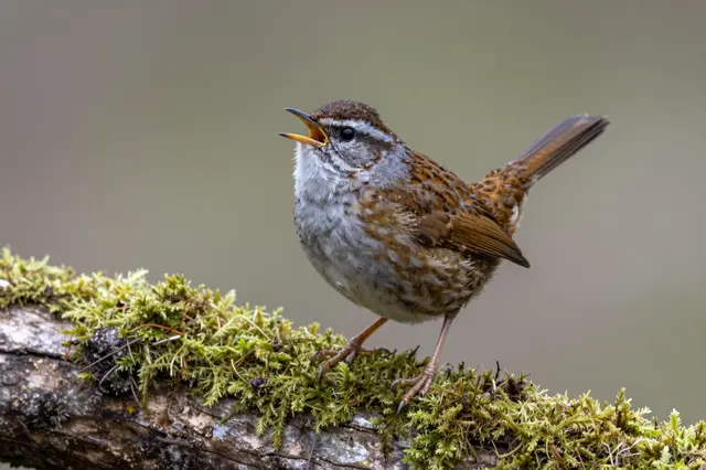 A small wren with an open beak perches and sings on a moss-covered weathered log.